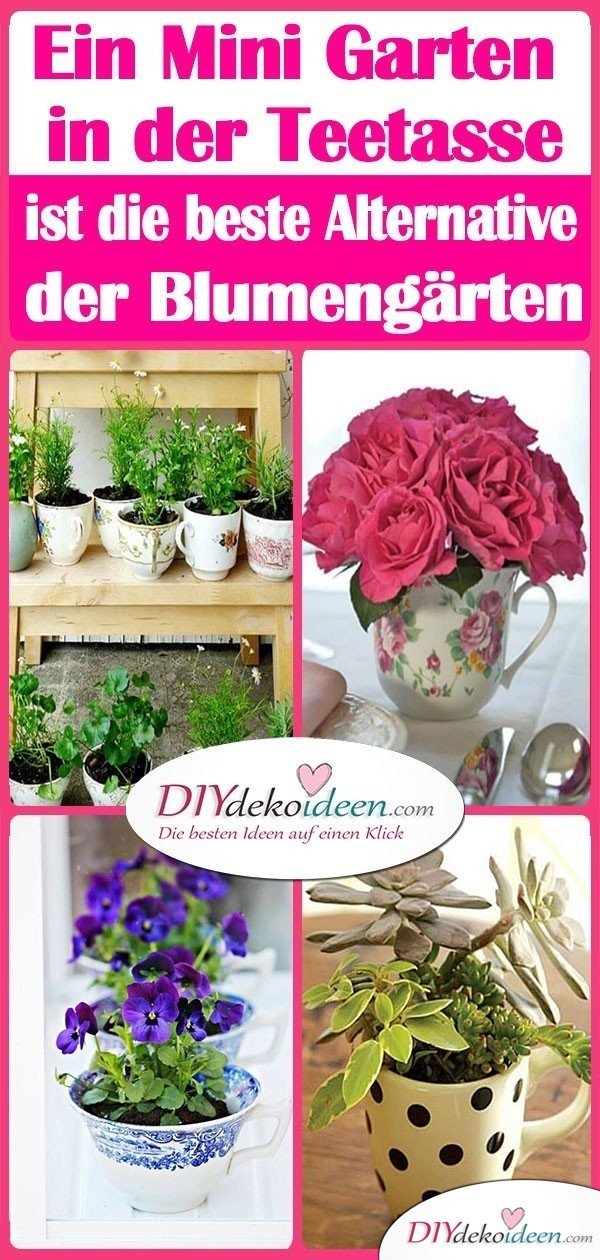 Ein Mini Garten in der Teetasse ist die beste Alternative der Blumengärten