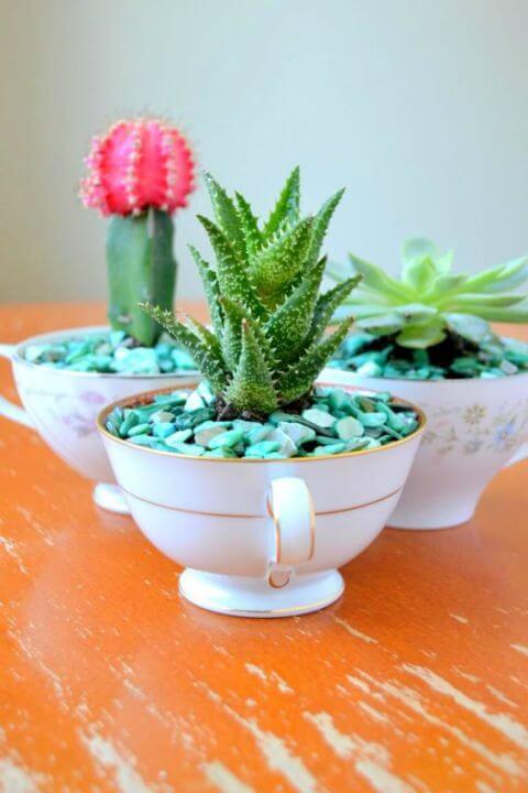 Kaktus in einer Teetasse pflanzen - DIY Ideen 