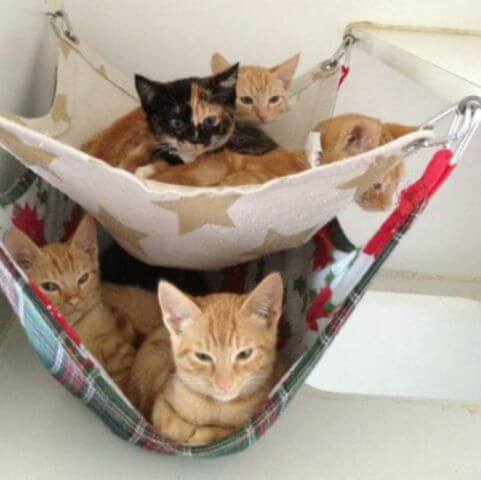 DIY Hängematte für Haustiere - Katzenbett