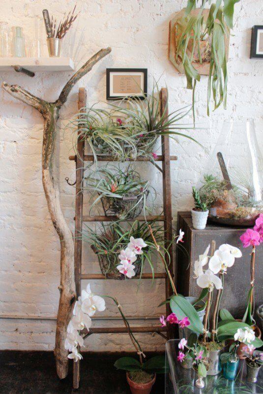 So kannst du am schönsten eine Leiter in dein Interieur einarbeiten - Pflanzen 