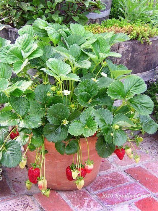 Erdbeeren anpflanzen - DIY Plantage