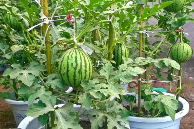 Mini Wassermelonen anpflanzen - Obstgarten selber machen