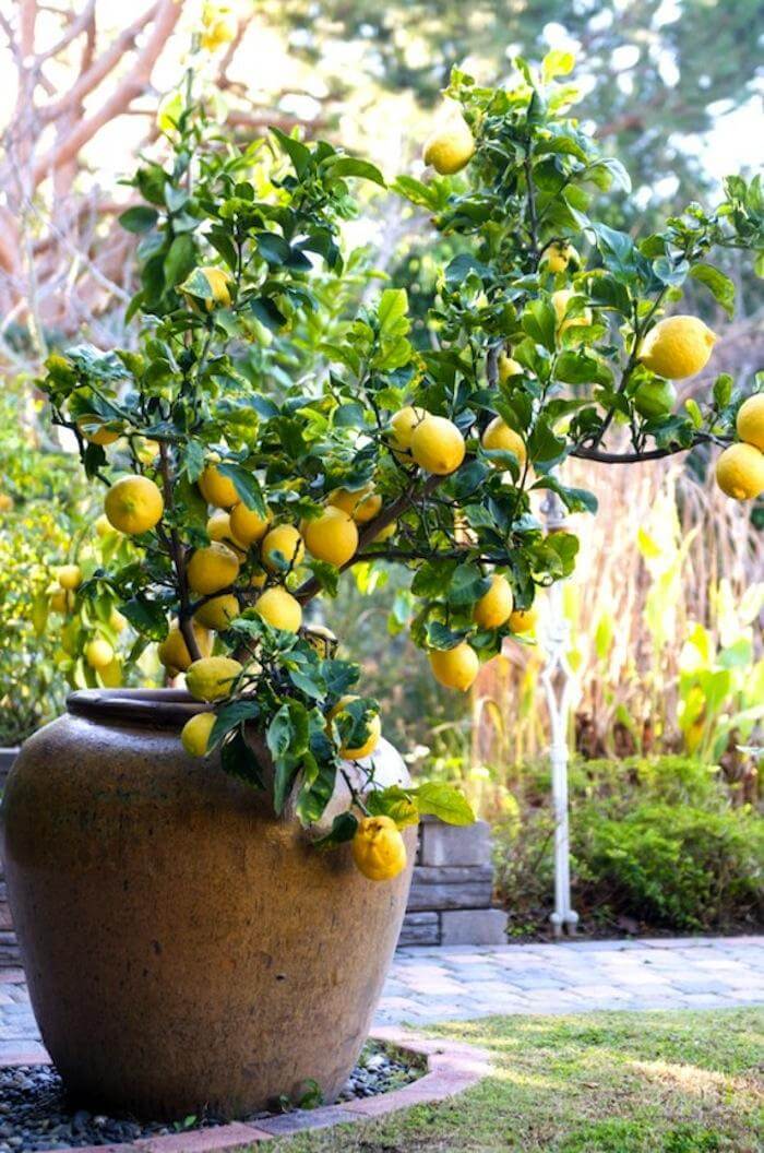 Zitronenbaum im Garten - DIY Gartenideen