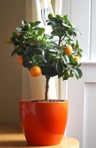 Clementine im Blumentopf - DIY Miniplantage