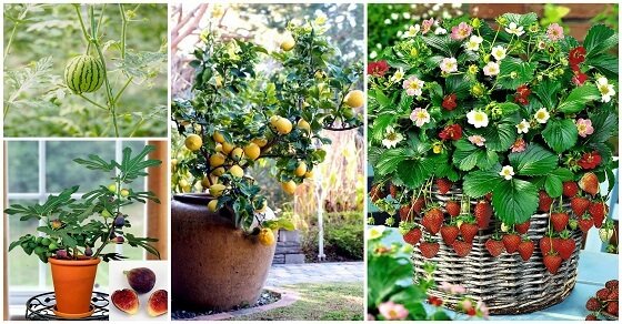 Mini Plantage selber machen - DIY Gartenideen