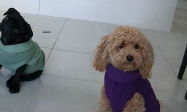Hunde warm anziehen-DIY Pullis für Haustiere