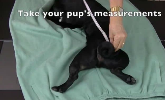 DIY Hundemantel aus einer alten Hose selber machen