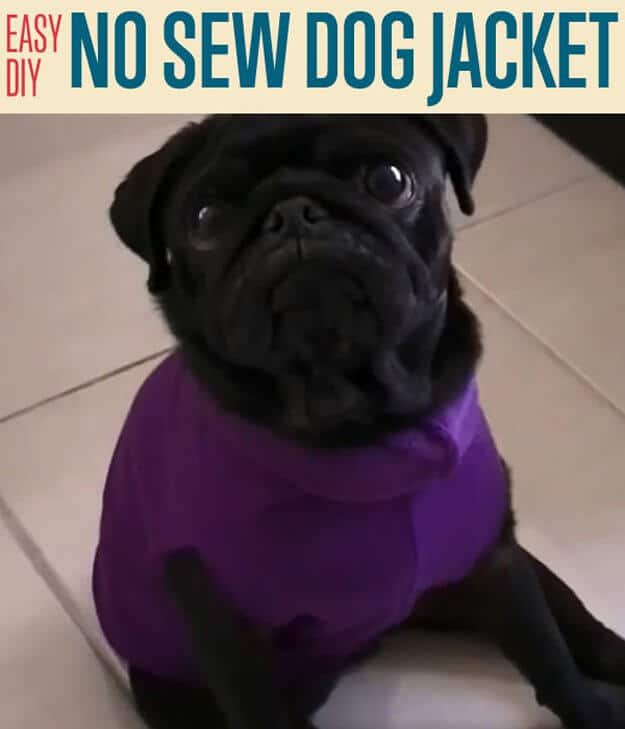 DIY Kleidung für Hunde