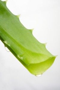 Aloe Vera in Haarmasken verwenden, für geschmeidiges, langes Haar