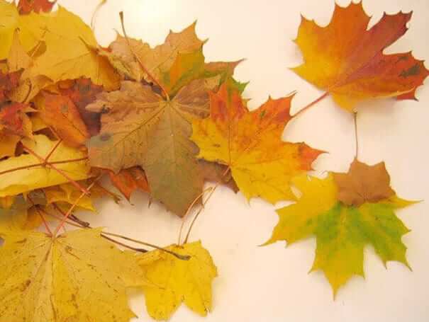 Blätter trocknen-tolle Herbstdeko zum Selbermachen