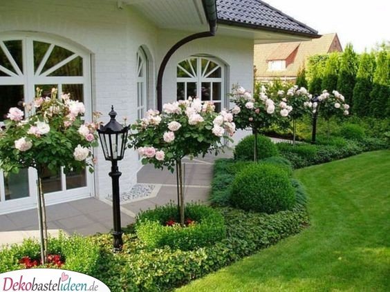 Garden design ideas pictures - rose trees and laterals 